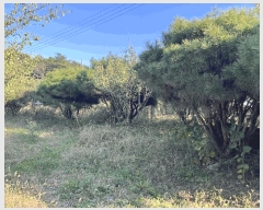  2024Ÿ��3881  ����