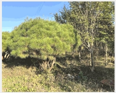  2024Ÿ��3881  ����