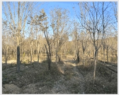  2024Ÿ��3881  ����