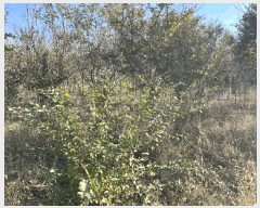  2024Ÿ��3881  ����