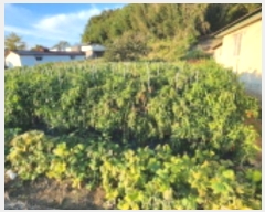  2024Ÿ3600    ְ 295-4      ()