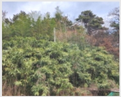  2024Ÿ27972     178-4      (Ӿ)