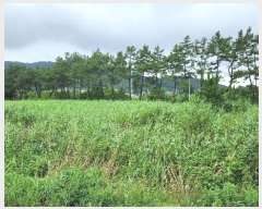  2024Ÿ1560  ξȱ  û 541      ()