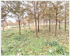  2024Ÿ33901    긮 215-2      (1)