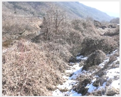  2024Ÿ31762  â  â 11      ()