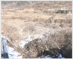  2024Ÿ31762  â  â 11      ()