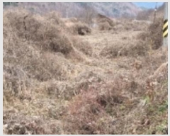  2024Ÿ31762  â  â 11      ()