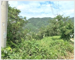  2024Ÿ��775 ���� ����� �賲�� ħ� 1364-10      ���(�󰡽ü�)���