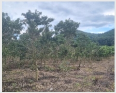  2024Ÿ7194  ֽ õ 긮 1965-1      (1)