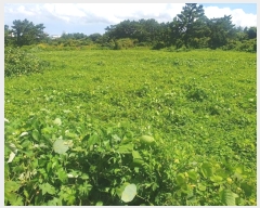  2024Ÿ��8777 ���� ���ֽ� �Ѹ��� ���縮 1533-1      ����(��1)���