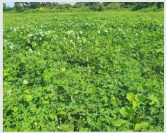  2024Ÿ��8777 ���� ���ֽ� �Ѹ��� ���縮 1533-1      ����(��1)���