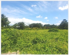  2024Ÿ��8777 ���� ���ֽ� �Ѹ��� ���縮 1533-1      ����(��1)���