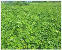  2024Ÿ��8777 ���� ���ֽ� �Ѹ��� ���縮 1533-1      ����(��1)���