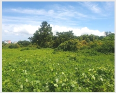  2024Ÿ��8777 ���� ���ֽ� �Ѹ��� ���縮 1533-1      ����(��1)���