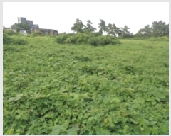  2024Ÿ��8777 ���� ���ֽ� �Ѹ��� ���縮 1533-1      ����(��1)���