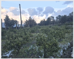  2024Ÿ12288  ֽ õ ̸ 357      ()