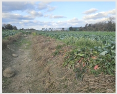  2024Ÿ13960     2712-1      ()