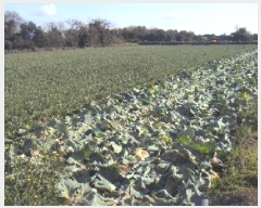  2024Ÿ13960     2712-1      ()