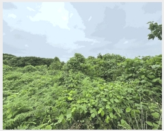  2024Ÿ36925    긮 4072-4      ()