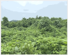  2024Ÿ36925    긮 4072-4      ()