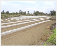  2024Ÿ��3185 ���� ���ֽ� �Ѹ��� ���縮 2271      ����(�Ӿ�)���