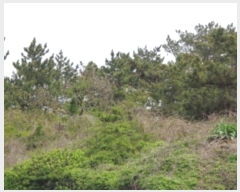  2024Ÿ��3185 ���� ���ֽ� �Ѹ��� ���縮 2271      ����(�Ӿ�)���