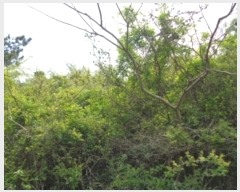  2024Ÿ��3185 ���� ���ֽ� �Ѹ��� ���縮 2271      ����(�Ӿ�)���