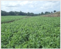  2024Ÿ��31982  �����