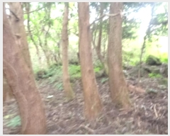  2024Ÿ32329  ֽ ֿ  19      (Ӿ)