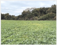  2024Ÿ35502     2247-1      (1)