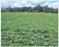  2024Ÿ35502     2247-1      (1)