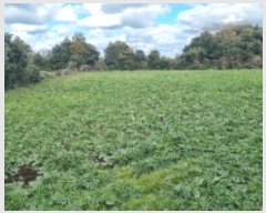  2024Ÿ35502     2247-1      (1)