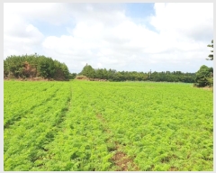  2024Ÿ11223  ֽ  ȭ 3334      (1)