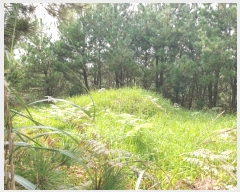  2024Ÿ11223  ֽ  ȭ 3334      (1)