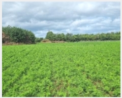  2024Ÿ11223  ֽ  ȭ 3334      (1)