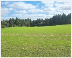  2024Ÿ��11759 ���� ���ֽ� ��õ�� �ͻ긮 1271-4      ����(��1)���