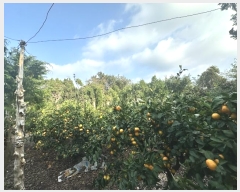  2024Ÿ��11933  ���������