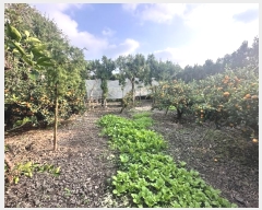  2024Ÿ��11933  ���������