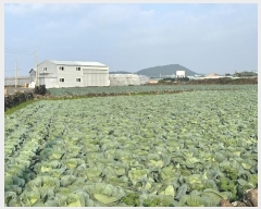  2024Ÿ��11933  ���������