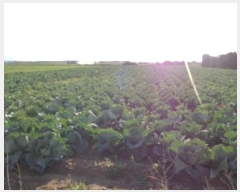  2024Ÿ12721  ֽ Ѱ 긮 3126-8      (1)