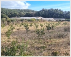  2024Ÿ13199   ǥ 긮 1356-10      (1)