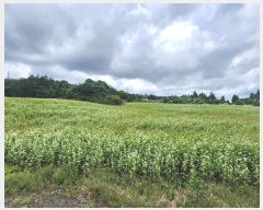  2024Ÿ32428  ֽ õ Դ 3032-1      (1)