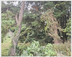  2024Ÿ34707  ֽ ֿ ϸ 1633      (1)