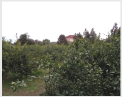  2024Ÿ��22346 ���� ���ֽ� �ֿ��� ������ 442-1      ����(������)���