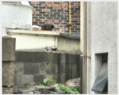  2024Ÿ��27167 ���� ���ֽ� �߾ӷ�1�� 12-2       ���ð��