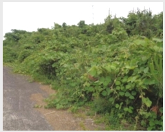  2024Ÿ��5464 ���� ���ֽ� �ֿ��� ���ɸ� ��170-10      ����(�������)���