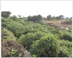  2024Ÿ��10985 ���� ���ֽ� �Ѹ��� ����� 1558-2      ����(��1)���