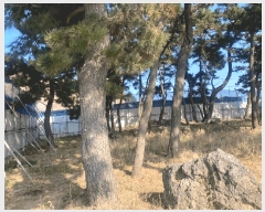  2024Ÿ12943  ֽ ﵿ 2296-2       ٸü,󰡰