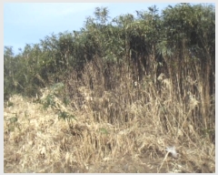  2024Ÿ��13397  �Ӿ߰��