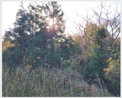  2024Ÿ13830    Ϸʸ 1848      ()